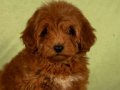 MİNİ BOY YAKIŞIKLI MALTIPOO OĞLUMUZ