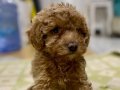 MİNİ BOY MALTIPOO ERKEK YAVRUMUZ