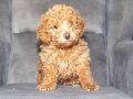 POODLE GÜZELLİĞİNDE MALTIPOO OĞLUMUZZZ