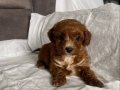KOYU KIZIL MİNİ BOY MALTIPOO ERKEK YAVRULARIM