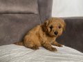 KOYU KIZIL MİNİ BOY MALTIPOO ERKEK YAVRULARIM