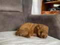KOYU KIZIL MİNİ BOY MALTIPOO ERKEK YAVRULARIM