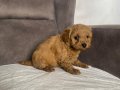 KOYU KIZIL MİNİ BOY MALTIPOO ERKEK YAVRULARIM