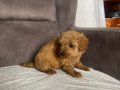 KOYU KIZIL MİNİ BOY MALTIPOO ERKEK YAVRULARIM