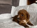 KOYU KIZIL MİNİ BOY MALTIPOO ERKEK YAVRULARIM