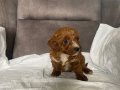 KOYU KIZIL MİNİ BOY MALTIPOO ERKEK YAVRULARIM