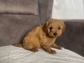 KOYU KIZIL MİNİ BOY MALTIPOO ERKEK YAVRULARIM