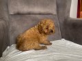KOYU KIZIL MİNİ BOY MALTIPOO ERKEK YAVRULARIM