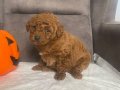 PELUŞ ŞEKERLEME RED BROWN POODLE KIZIMIZ