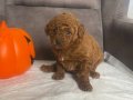 PELUŞ ŞEKERLEME RED BROWN POODLE KIZIMIZ