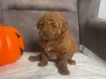 PELUŞ ŞEKERLEME RED BROWN POODLE KIZIMIZ