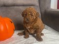 PELUŞ ŞEKERLEME RED BROWN POODLE KIZIMIZ