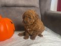 PELUŞ ŞEKERLEME RED BROWN POODLE KIZIMIZ