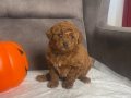 PELUŞ ŞEKERLEME RED BROWN POODLE KIZIMIZ
