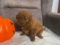 PELUŞ ŞEKERLEME RED BROWN POODLE KIZIMIZ