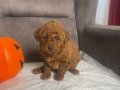 PELUŞ ŞEKERLEME RED BROWN POODLE KIZIMIZ