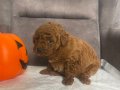 PELUŞ ŞEKERLEME RED BROWN POODLE KIZIMIZ