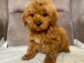 MİNİ BOY MALTIPOO OĞLUMUZ