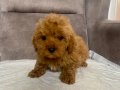MİNİ BOY MALTIPOO OĞLUMUZ