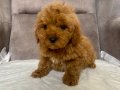 MİNİ BOY MALTIPOO OĞLUMUZ