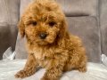 MİNİ BOY MALTIPOO OĞLUMUZ