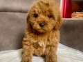 MİNİ BOY MALTIPOO OĞLUMUZ