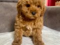 MİNİ BOY MALTIPOO OĞLUMUZ