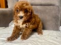 TEACUP MALTIPOO OĞLUMUZ