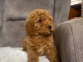 POODLE TÜY YAPISINDA MALTIPOO OĞLUM