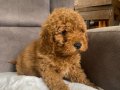 POODLE TÜY YAPISINDA MALTIPOO OĞLUM
