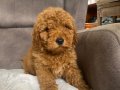 POODLE TÜY YAPISINDA MALTIPOO OĞLUM