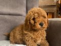 POODLE TÜY YAPISINDA MALTIPOO OĞLUM