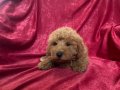 EV NEŞESİ MİNİ MALTIPOO OĞLUMUZ