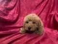 EV NEŞESİ MİNİ MALTIPOO OĞLUMUZ