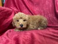 EV NEŞESİ MİNİ MALTIPOO OĞLUMUZ