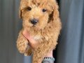 EV NEŞESİ MİNİ MALTIPOO OĞLUMUZ