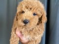 EV NEŞESİ MİNİ MALTIPOO OĞLUMUZ