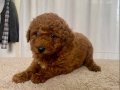 MİİNİ BOY RED BROWN TOY POODLE KIZIM