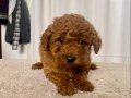 MİİNİ BOY RED BROWN TOY POODLE KIZIM