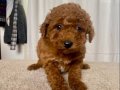 MİİNİ BOY RED BROWN TOY POODLE KIZIM
