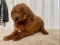 MİİNİ BOY RED BROWN TOY POODLE KIZIM