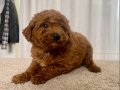 MİİNİ BOY RED BROWN TOY POODLE KIZIM