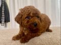 MİİNİ BOY RED BROWN TOY POODLE KIZIM