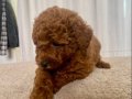MİİNİ BOY RED BROWN TOY POODLE KIZIM
