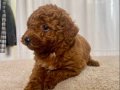 MİİNİ BOY RED BROWN TOY POODLE KIZIM