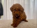 MİİNİ BOY RED BROWN TOY POODLE KIZIM