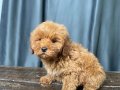 MİNİ BOY MALTIPOO OĞLUMUZ