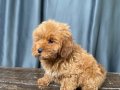 MİNİ BOY MALTIPOO OĞLUMUZ