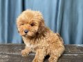 MİNİ BOY MALTIPOO OĞLUMUZ