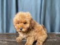 MİNİ BOY MALTIPOO OĞLUMUZ